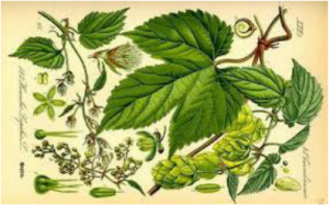 Esoterische kruiden voor verbreken zwarte magie